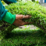 Planting grass